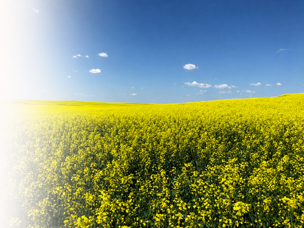 Saskatchewan canola field in bloom under blue sky